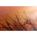 CANVAS PRINT COLORFUL SKY - PICTURES OF NATURE AND LANDSCAPE - PICTURES