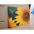 CANVAS PRINT YELLOW SUNFLOWER - PICTURES FLOWERS - PICTURES