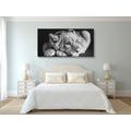 TABLEAU SUR TOILE – LIONCEAU EN NOIR ET BLANC - TABLEAUX EN NOIR ET BLANC - TABLEAUX