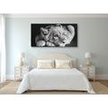 CANVAS PRINT OF A CUTE LION IN BLACK AND WHITE - BLACK AND WHITE PICTURES - PICTURES