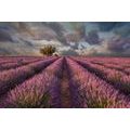 SELF ADHESIVE WALLPAPER LANDSCAPE OF LAVENDER FIELDS - SELF-ADHESIVE WALLPAPERS - WALLPAPERS