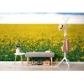 WALL MURAL YELLOW BLOOMING FIELD - WALLPAPERS NATURE - WALLPAPERS