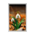 POSTER SPRING SNOWDROP - FLOWERS - POSTERS