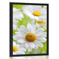 POSTER SPRING MEADOW FULL OF FLOWERS - FLOWERS - POSTERS