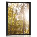 POSTER WALD IN HERBSTFARBEN - NATUR - POSTER