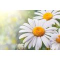 WALL MURAL DAISY FLOWERS - WALLPAPERS FLOWERS - WALLPAPERS