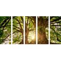 5-PIECE CANVAS PRINT MAJESTIC TREES - PICTURES OF NATURE AND LANDSCAPE - PICTURES