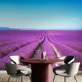 ÖNTAPADÓ FOTÓTAPÉTA VÉGTELEN LEVANDULA MEZŐ - ÖNTAPADÓ TAPÉTÁK - TAPÉTÁK