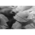 CANVAS PRINT BEAUTIFUL FIELD OF POPPIES IN BLACK AND WHITE - BLACK AND WHITE PICTURES - PICTURES