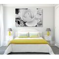 CANVAS PRINT FULL OF ROSES IN BLACK AND WHITE - BLACK AND WHITE PICTURES - PICTURES