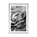 AFFICHE AVEC MONTURE ÉLÉGANTE ROSE VINTAGE EN NOIR ET BLANC - NOIR ET BLANC - AFFICHES