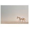 OBRAZ BÍLÝ KŮŇ V POUŠTI - OBRAZY KONĚ - OBRAZY