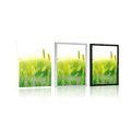 AFFICHE BRINS D'HERBE DANS UN DESIGN VERT - NATURE - AFFICHES