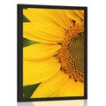 POSTER GELBE SONNENBLUME - BLUMEN - POSTER