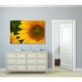 WANDBILD GELBE SONNENBLUME - BILDER BLUMEN - BILDER