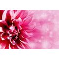 TABLEAU SUR TOILE – FLEUR ROSE - TABLEAUX DE FLEURS - TABLEAUX