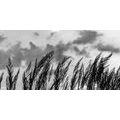 WANDBILD GRAS BEI UNTERGEHENDEN SONNE IN SCHWARZ-WEISS - SCHWARZ-WEISSE BILDER - BILDER