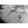 CANVAS PRINT DANDELION IN BLACK AND WHITE - BLACK AND WHITE PICTURES - PICTURES