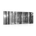 5-PIECE CANVAS PRINT MORNING IN THE FOREST IN BLACK AND WHITE - BLACK AND WHITE PICTURES - PICTURES