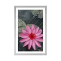 POSTER WITH MOUNT CHARMING LOTUS FLOWER - FLOWERS - POSTERS