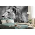 WALLPAPER AFRICAN LION IN BLACK AND WHITE - BLACK AND WHITE WALLPAPERS - WALLPAPERS