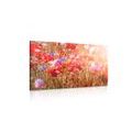 CANVAS PRINT POPPY SOAKED IN SUNLIGHT - PICTURES FLOWERS - PICTURES