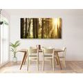 CANVAS PRINT SUNLIT FOREST - PICTURES OF NATURE AND LANDSCAPE - PICTURES