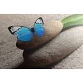 CANVAS PRINT BLUE BUTTERFLY ON A ZEN STONE - PICTURES FENG SHUI - PICTURES