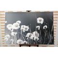 CANVAS PRINT COTTON GRASS IN BLACK AND WHITE - BLACK AND WHITE PICTURES - PICTURES