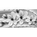 CANVAS PRINT LUXURIOUS MAGNOLIA WITH PEARLS IN BLACK AND WHITE - BLACK AND WHITE PICTURES - PICTURES