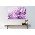 CANVAS PRINT PURPLE LILAC FLOWER - PICTURES FLOWERS - PICTURES