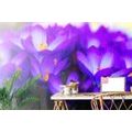 SELF ADHESIVE WALL MURAL BLOOMING PURPLE SAFFRON - SELF-ADHESIVE WALLPAPERS - WALLPAPERS