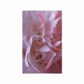 POSTER CARNATION PETALS - FLOWERS - POSTERS