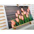 CANVAS PRINT CHARMING ORANGE TULIPS ON A WOODEN BACKGROUND - PICTURES FLOWERS - PICTURES