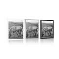 POSTER HORSE ON THE MEADOW IN BLACK AND WHITE - BLACK AND WHITE - POSTERS