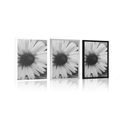 POSTER BEAUTIFUL DAISY IN BLACK AND WHITE - BLACK AND WHITE - POSTERS