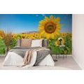 PAPIER PEINT AUTOCOLLANT CHAMP DE TOURNESOLS - PAPIERS PEINTS AUTOCOLLANTS - PAPIER PEINT