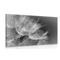CANVAS PRINT BLACK AND WHITE MACRO DANDELION ON THE BACKGROUND - BLACK AND WHITE PICTURES - PICTURES