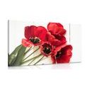 CANVAS PRINT BLOOMING RED TULIPS - PICTURES FLOWERS - PICTURES