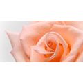 CANVAS PRINT PEACH ROSE - PICTURES FLOWERS - PICTURES