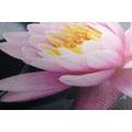 TABLOU FLOARE DE LOTUS PE LAC - TABLOU FLORI - TABLOURI