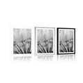 POSTER WITH MOUNT DANDELION SEEDS IN BLACK AND WHITE - BLACK AND WHITE - POSTERS