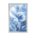 POSTER BLUE-WHITE HYDRANGEA FLOWERS - FLOWERS - POSTERS