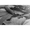 CANVAS PRINT PEONIES IN BLACK AND WHITE - BLACK AND WHITE PICTURES - PICTURES