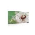 CANVAS PRINT DANDELION SEEDS - PICTURES FLOWERS - PICTURES