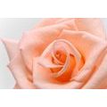 CANVAS PRINT ROSE IN A PEACH SHADE - PICTURES FLOWERS - PICTURES