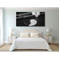 CANVAS PRINT SPA STILL LIFE WITH YIN AND YANG SYMBOL IN BLACK AND WHITE - BLACK AND WHITE PICTURES - PICTURES