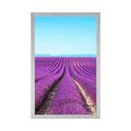 POSTER ENDLESS LAVENDER FIELD - NATURE - POSTERS