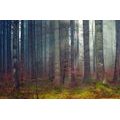 WALL MURAL THE SECRET OF THE FOREST - WALLPAPERS NATURE - WALLPAPERS