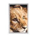 POSTER LION CUB - ANIMALS - POSTERS
